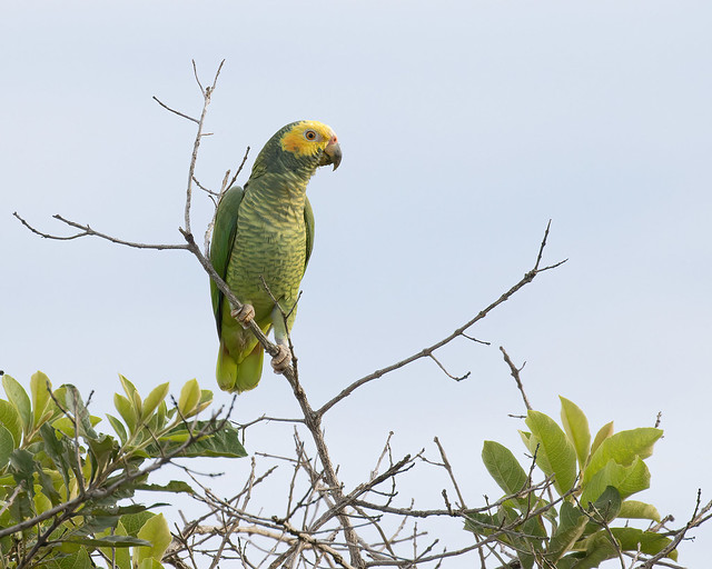 Yellow-faced Parrot (Alipiopsitta xanthops)