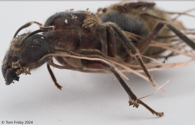 Queen Camponotus intrepidus (Giant Sugar Ant)
