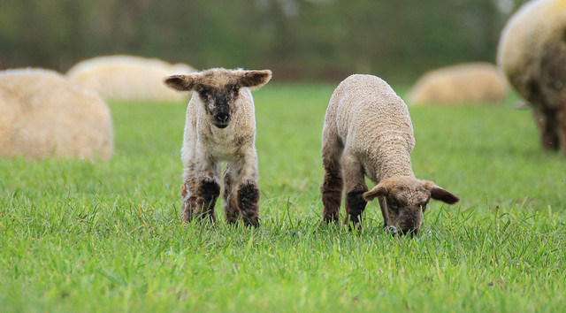 Two adorable lambs.
