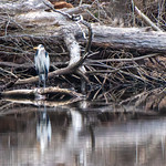 2024-03-31 Ell Pond, Melrose MA (3)-Enhanced-NR March 31, 2024 - Ell Pond, Melrose, Massachusetts - Great blue heron
