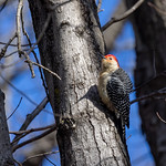 Red-bellied Woodpecker 