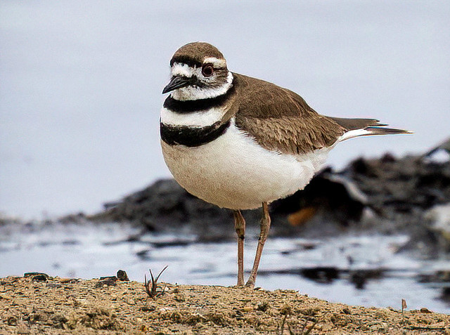 Killdeer at the Beach