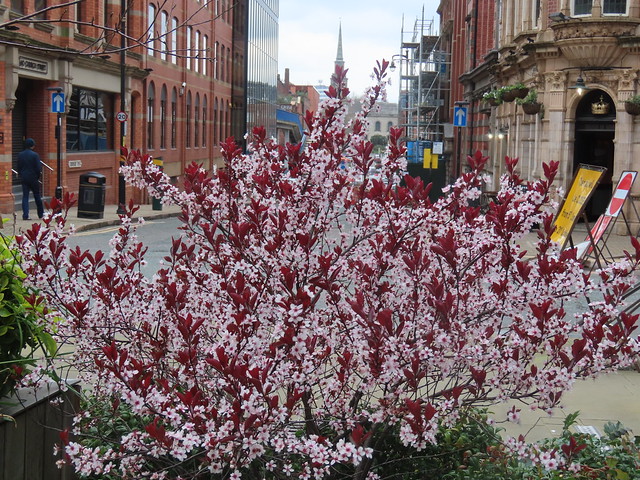 Purple leaf cherry blossom to the Great Charles Street Queensway footbridge from Church Street Square