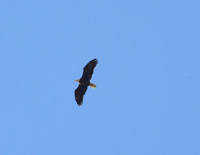 Bald Eagle over Riverside - 7112