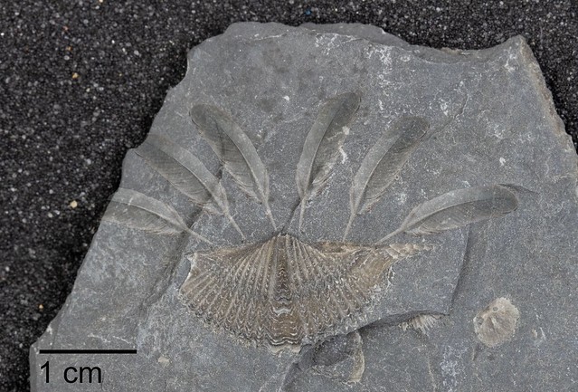 Feathered-Brachiopod Fossil