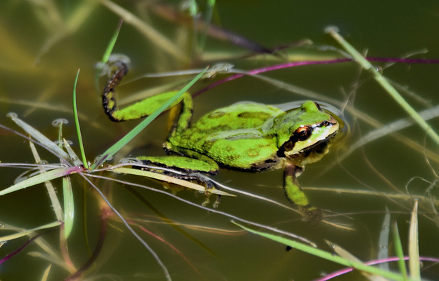Pacific Chorus Frog, Pseudacris regilla