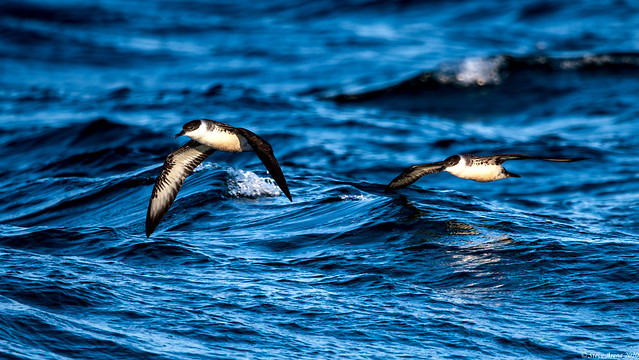 Great Shearwater (Ardenna gravis)