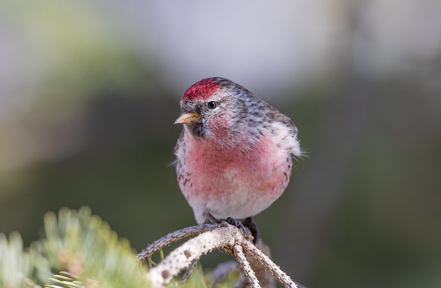 Common Redpoll