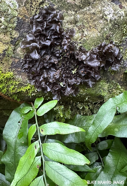 Unidentified Fungi  or Lichen?