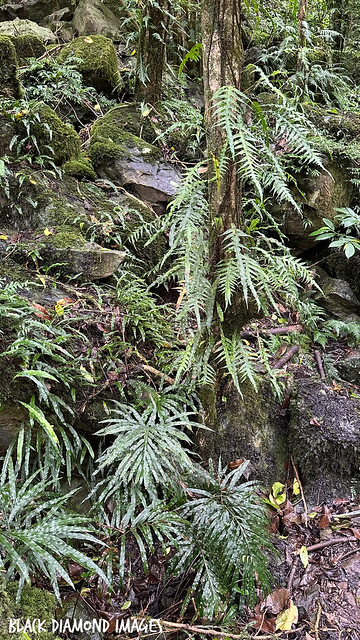 Dendroconche scandens syn Miscrosorum scandens - Fragrant Fern & Pteris umbrosa - Jungle Brake Fern at Boorganna Nature Reserve, Comboyne, NSW