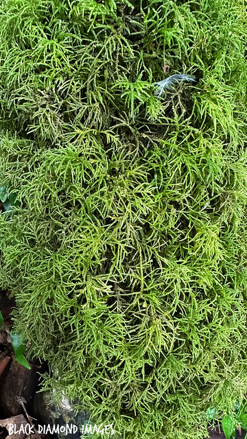 Unidentified Moss