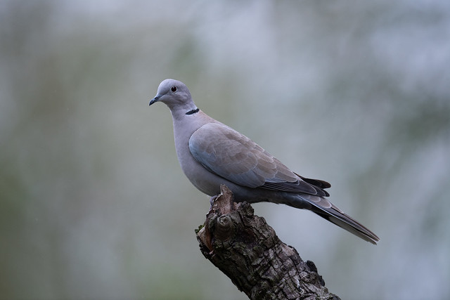 Beautiful Collared Dove