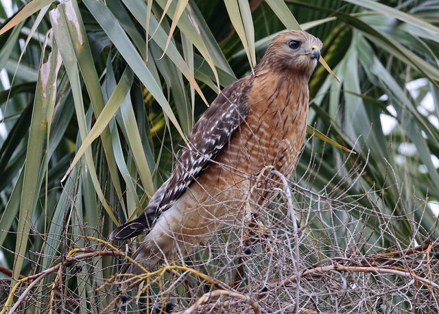 Red-shouldered Hawk