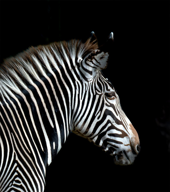 A Zebra cannot change its stripes (Explore)