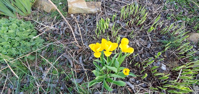 Sedum, Iris, hosta and yellow tulips