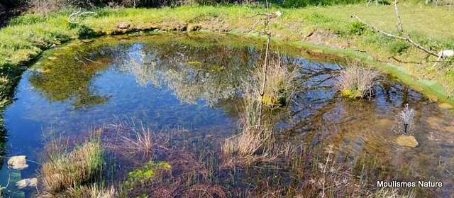 pond1X. Rejuvenated dragonfly pond