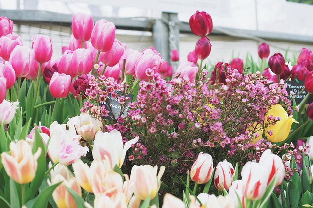 Embrace the beauty of tulips and let them brighten your day