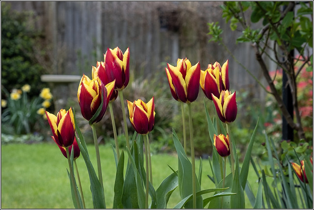 Tulips in my Garden
