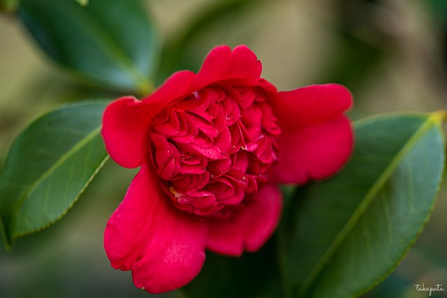 Japanese Camellia Cultivar