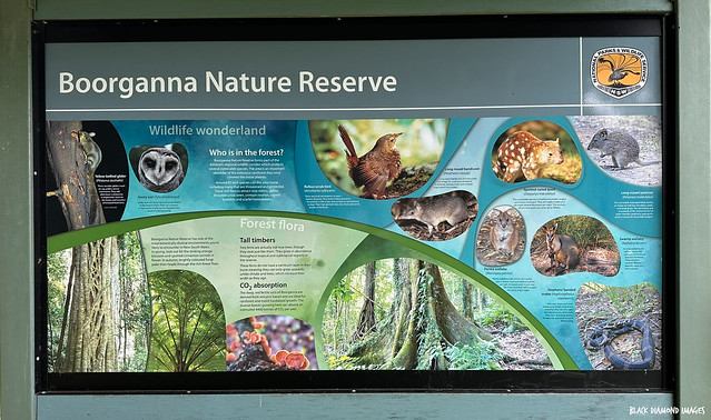 Interpretive Sign - Boorganna Nature Reserve, Comboyne, NSW, Australia