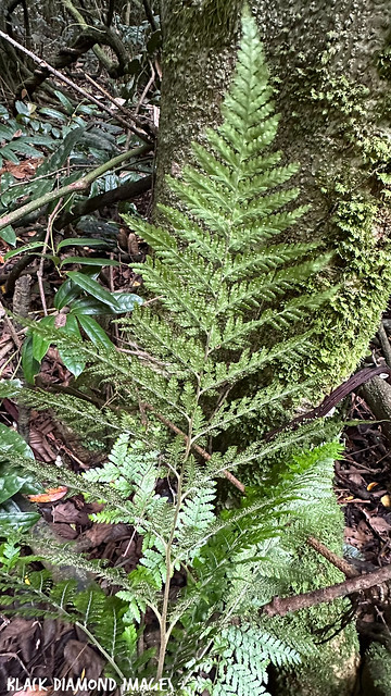 Unidentified Fern (I think this is the underside of previously posted fern) (Is it Arachnoides aristata ?)