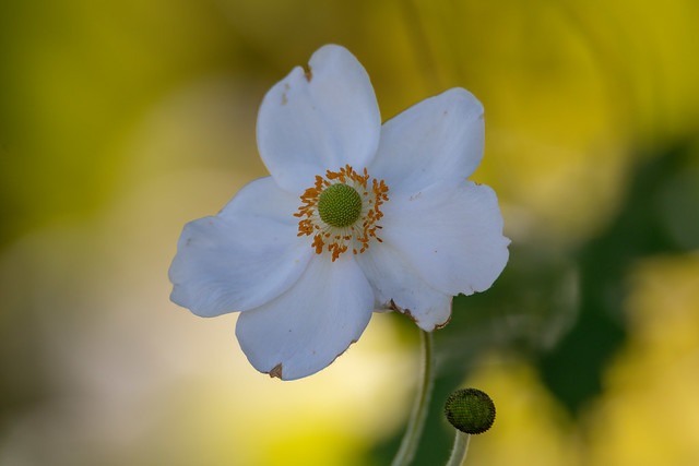 White anemone flower and yellow background - Autumn flora at Mayfield Garden