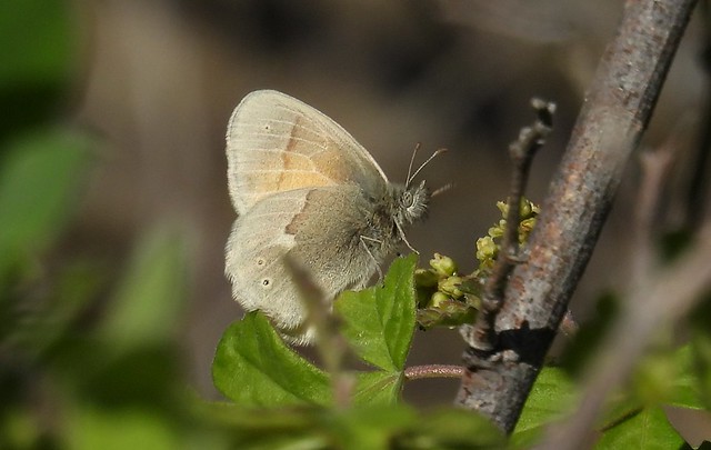 The first California Ringlet butterfly of 2024!