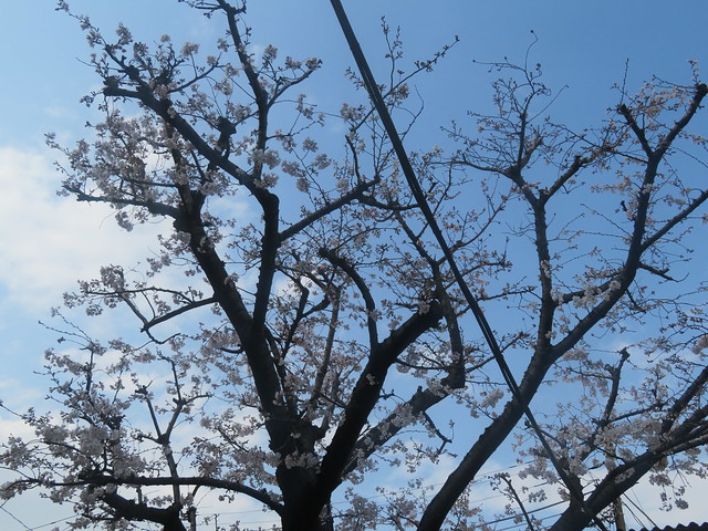 桜 2024.4.1