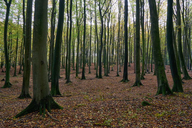 Beech forest in Jasmund