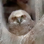 Getting Big Great Horned Owlet in nest.