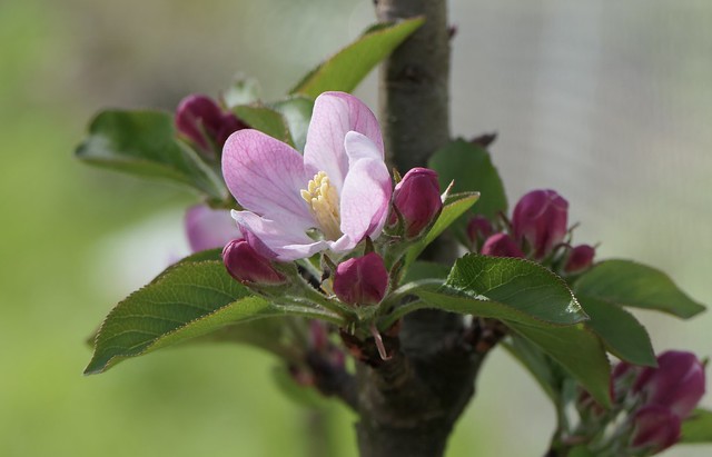 Die ersten Apfelblüten - apple blossoms