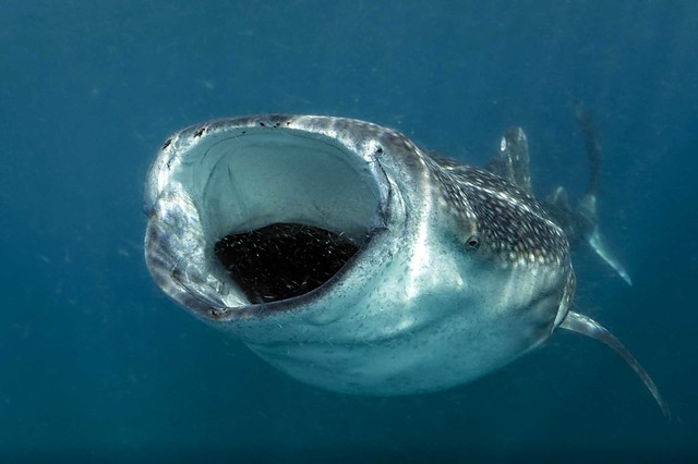 p1100693_Whale shark eating plankton