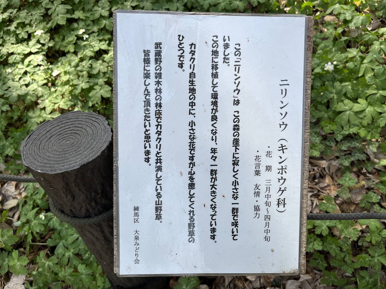 【練馬】清水山の森 カタクリ 東京23区唯一の大規模群生地