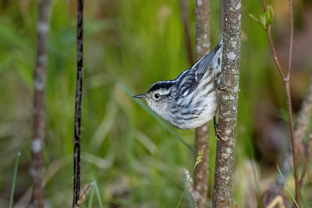 Black and White Warbler (f)