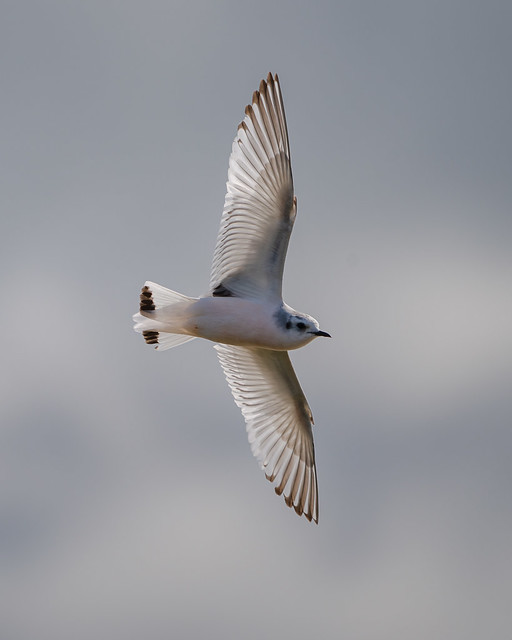 Little gull (Hydrocoloeus minutus)