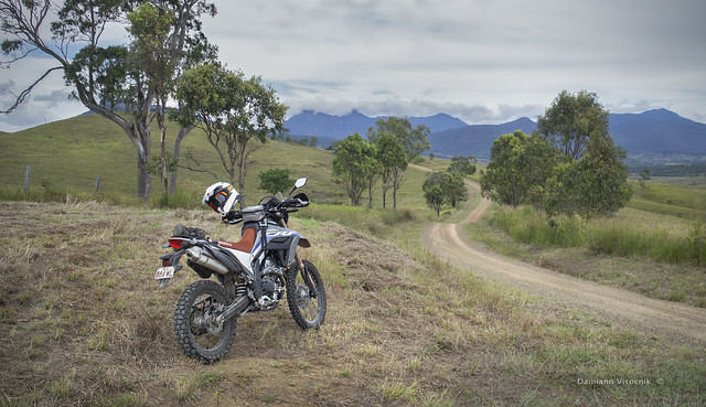Brumby on the Scenic Rim