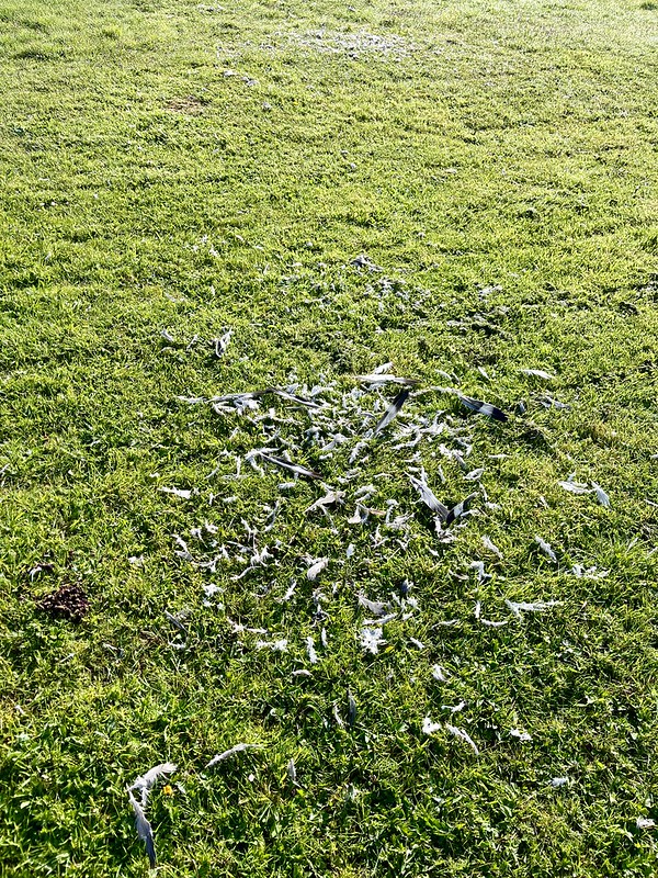 A photo of some grass with a scattering of white feathers on it