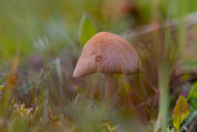Mushroom in the spring