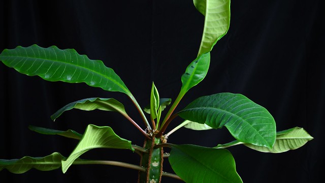 Euphorbia leuconeura