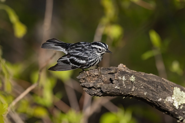 Black and White Warbler (m)