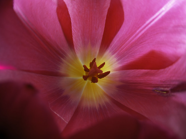 Das Innere der Tulpe