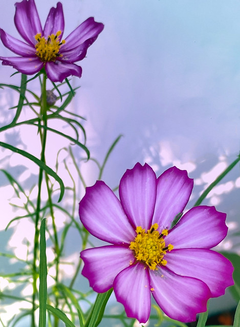 Cosmos - backyard flowers