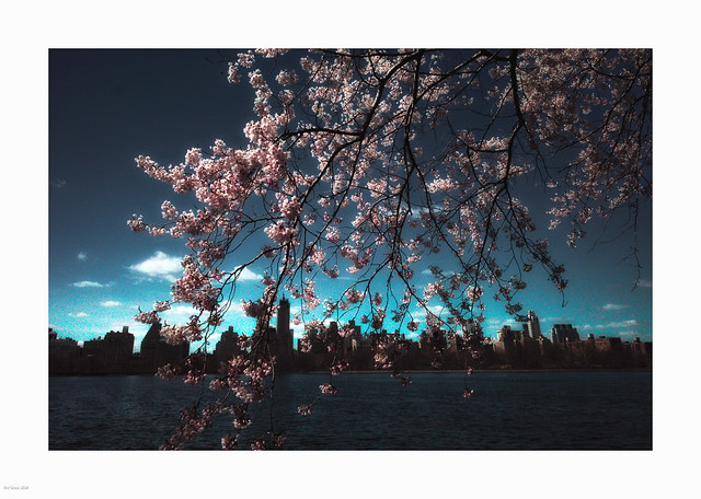 Cherry Blossoms Over the CP Reservoir