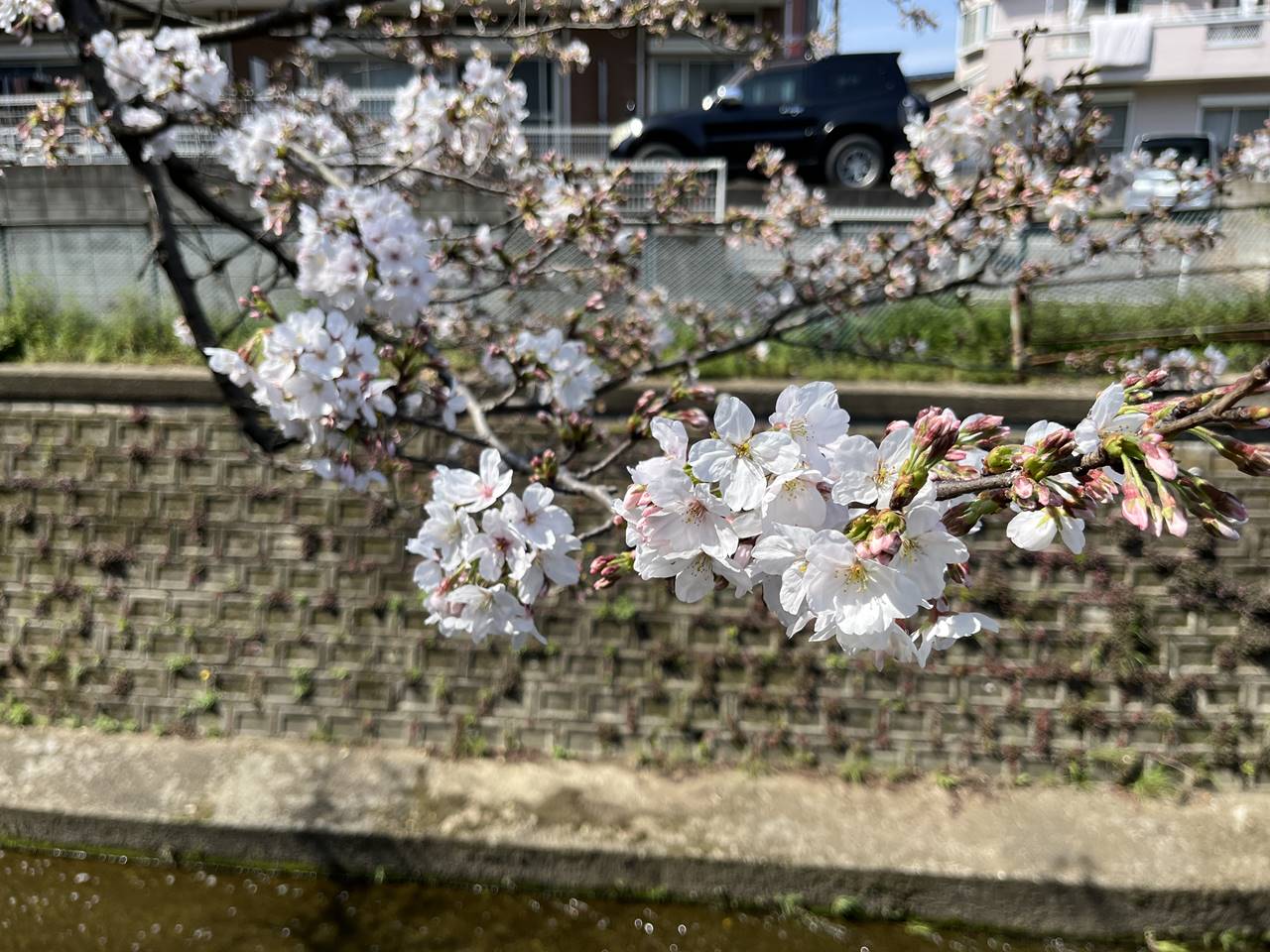 【練馬】清水山の森 川沿いの桜