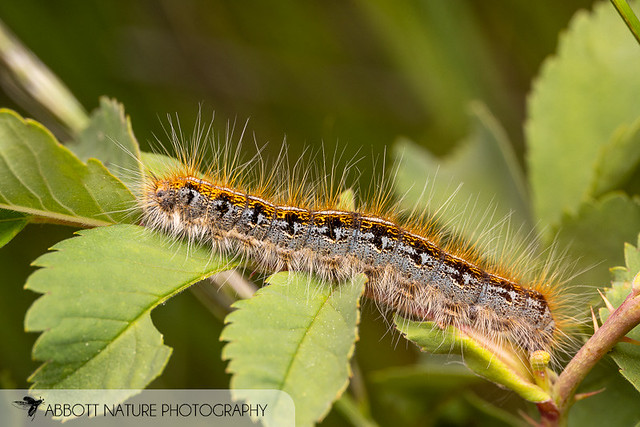Western Tent Caterpillar Moth (Malacosoma californica) caterpillar 20220708_6346.jpg