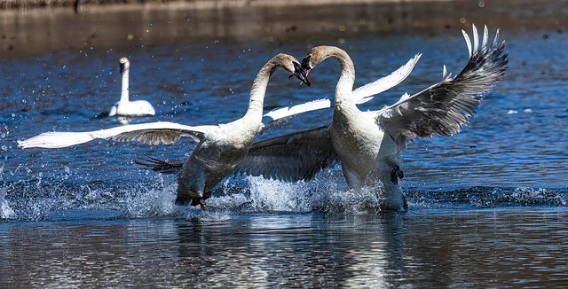 Trumpeter Swans Engaged in a Little Spat