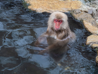 Nihon_Arekore_03133_Bathing_monkeys1_2_100_cl