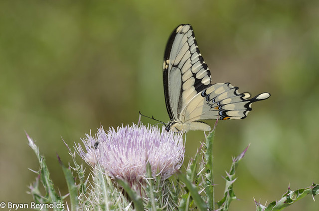 Giant Swallowtail, Heraclides cresphontes, fluttering and nectaring from Yellow Thistle, Cirsium horridulum
