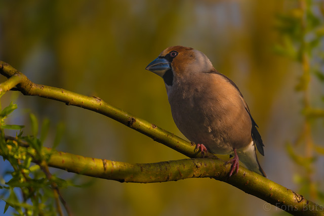 Hawfinch in a willow tree
