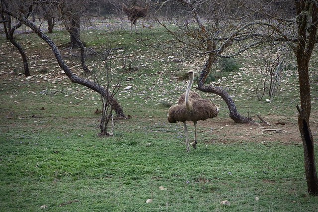 female ostrich(explored)